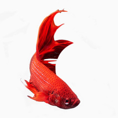 红尾鱼