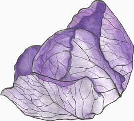 紫色的包菜