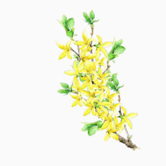 兰花黄色花卉手绘