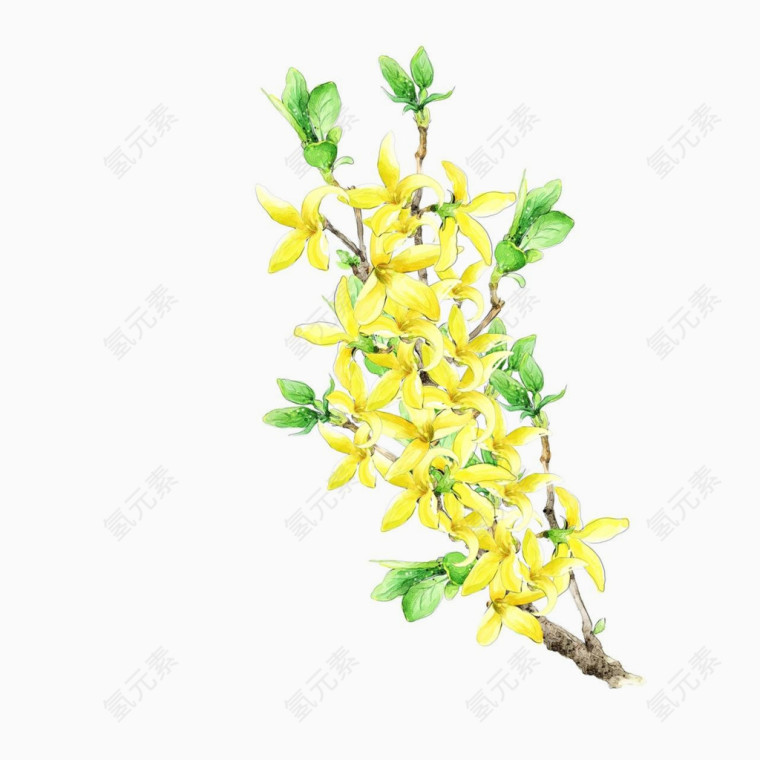兰花黄色花卉手绘