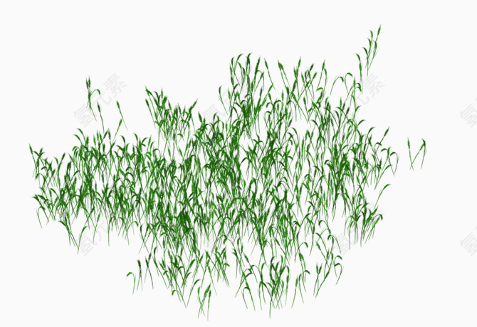 水稻绿色植物大自然草