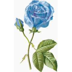 手绘欧美图片素描蓝玫瑰素材