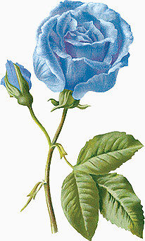 手绘欧美图片素描蓝玫瑰素材