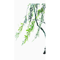 手绘水彩柳树叶