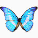 Morpho Helena Personal Icon