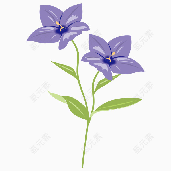 紫色花 