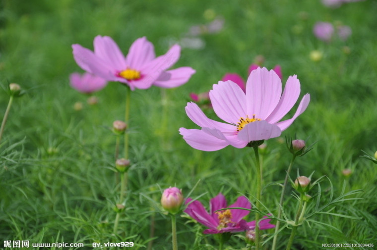 小花