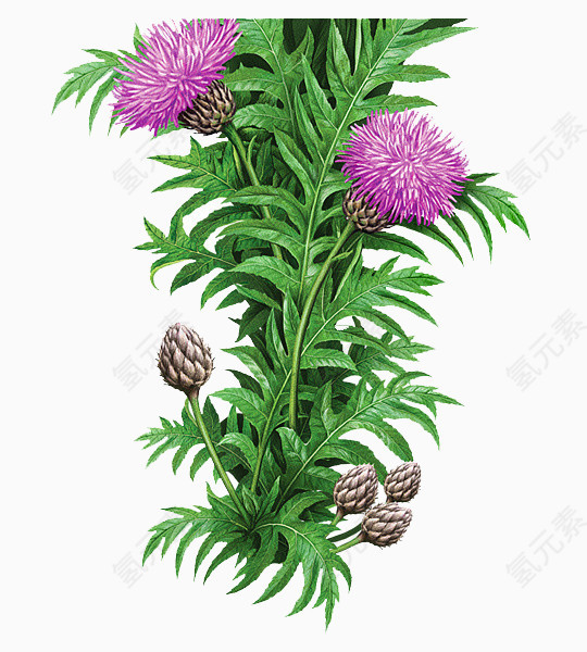 紫色毛绒植物