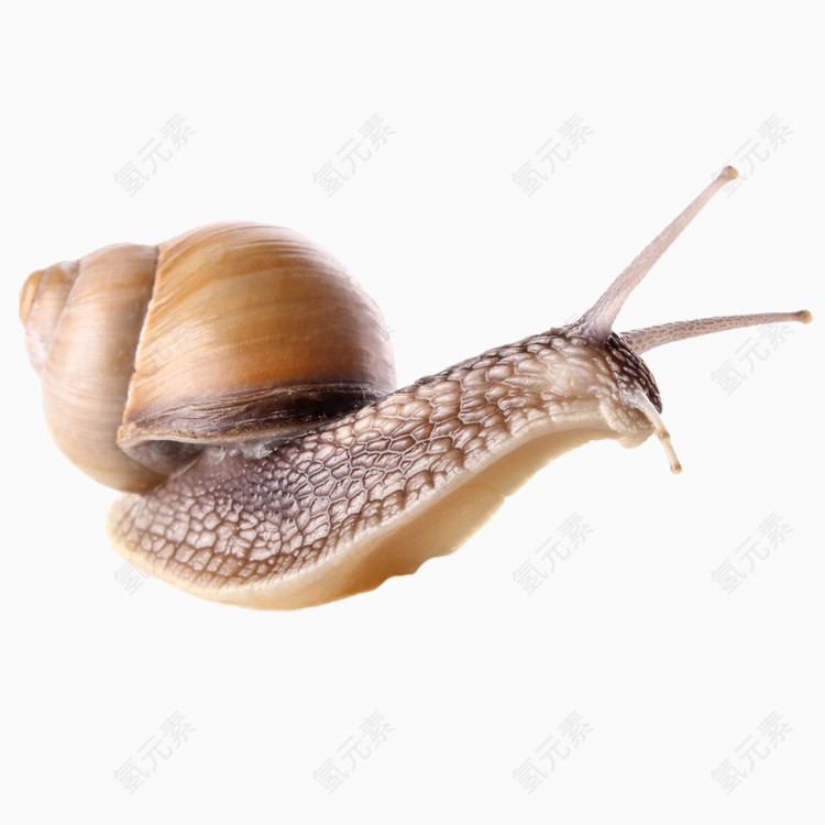 蜗牛免抠PNG图片