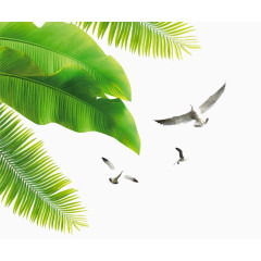 海鸥椰子树叶