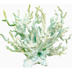 白色珊瑚