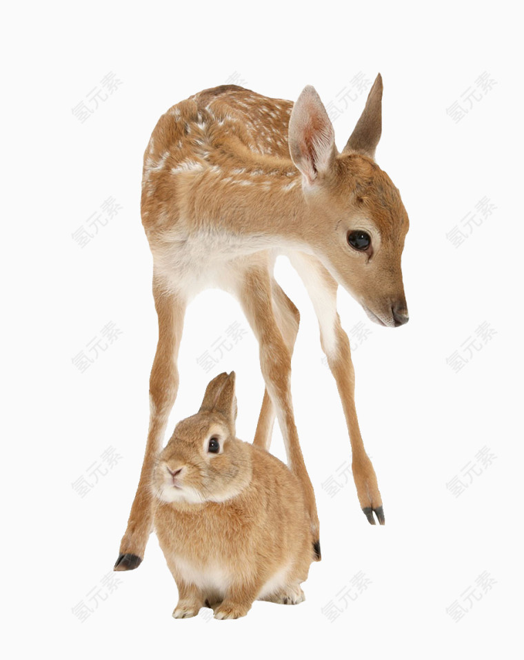 兔子与鹿