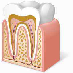 身体牙齿解剖图标
