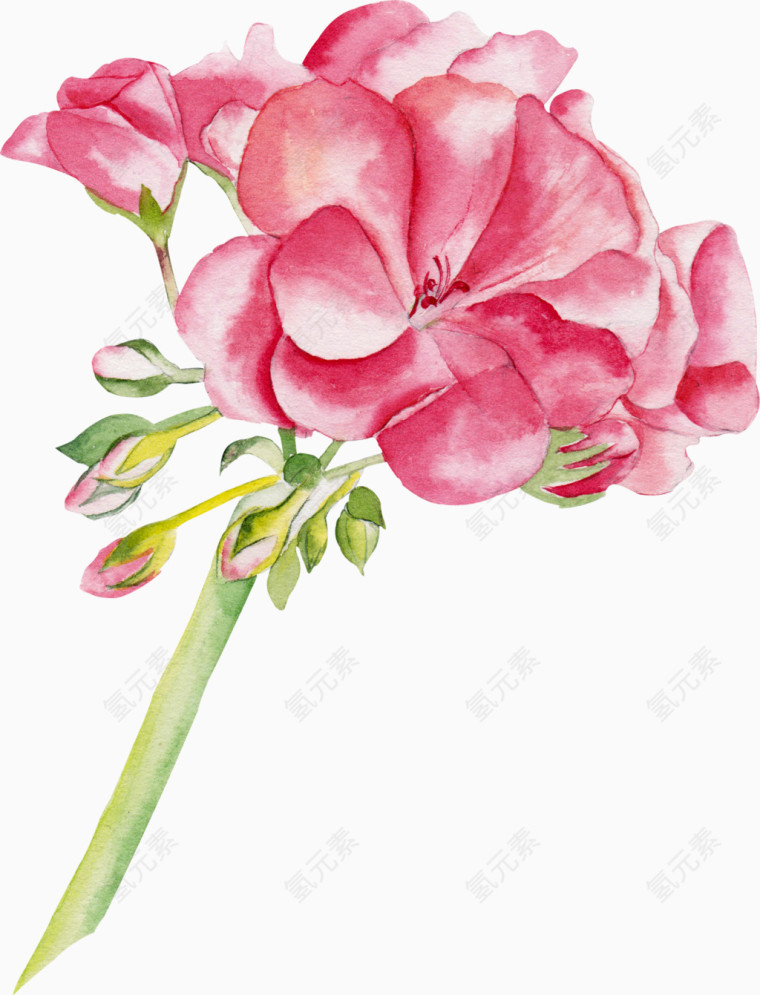 花卉植物粉色花朵素材PNG