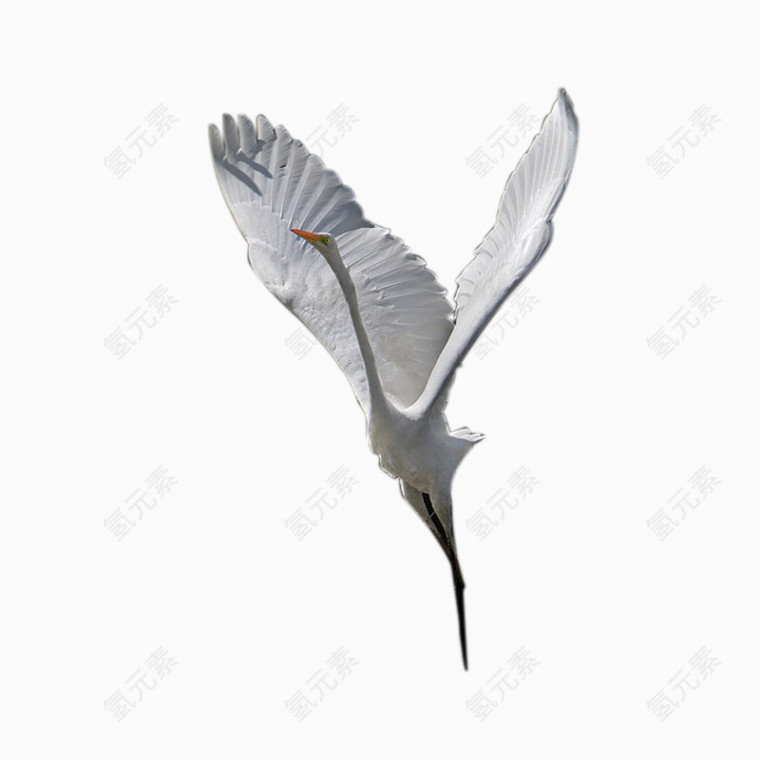 飞翔的白鹤