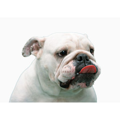 白色的吐舌头的狗