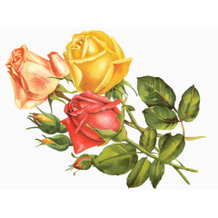 背景素材抽象花朵 月季花 玫瑰