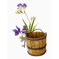 木桶边盛开的紫罗兰花卉植物