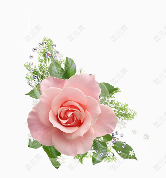 清新粉色玫瑰花