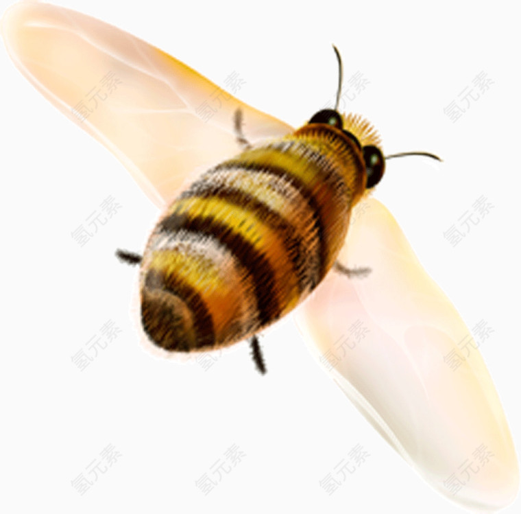 振翅飞舞的蜜蜂