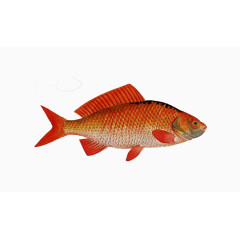 红色大金鱼