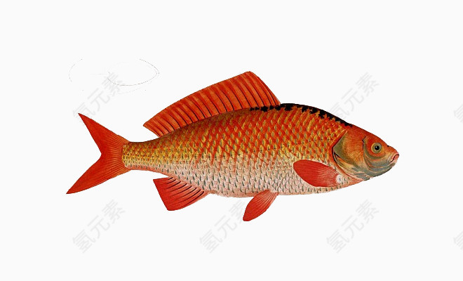 红色大金鱼