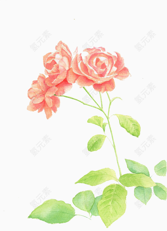 手绘玫瑰水彩画素材