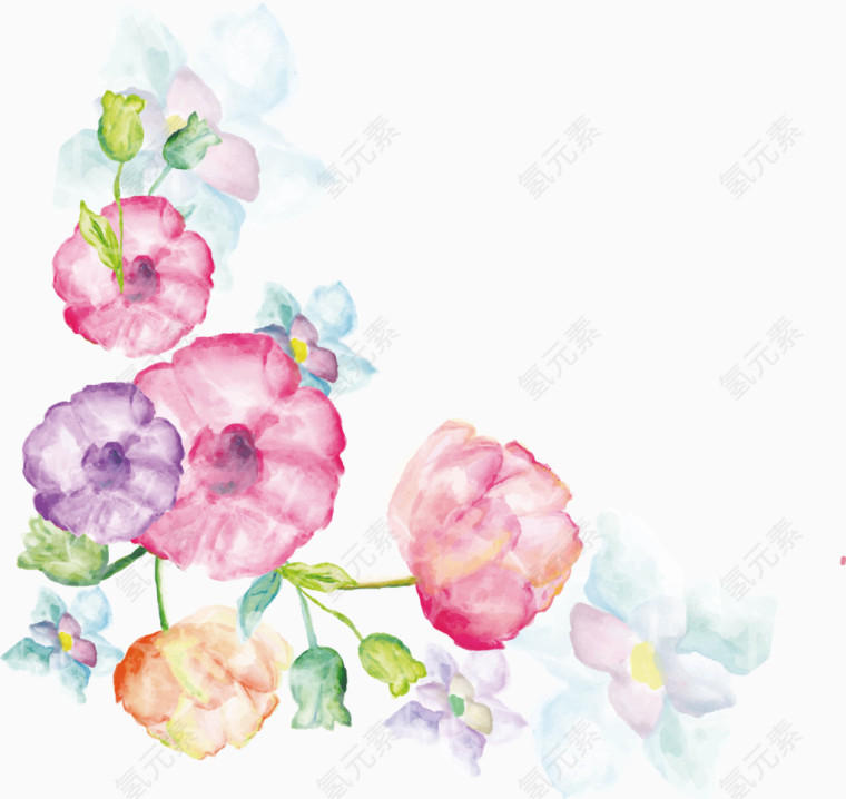 康乃馨花卉水彩画
