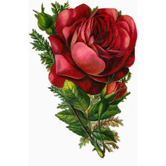 复古图片素材花图案 精美红玫瑰