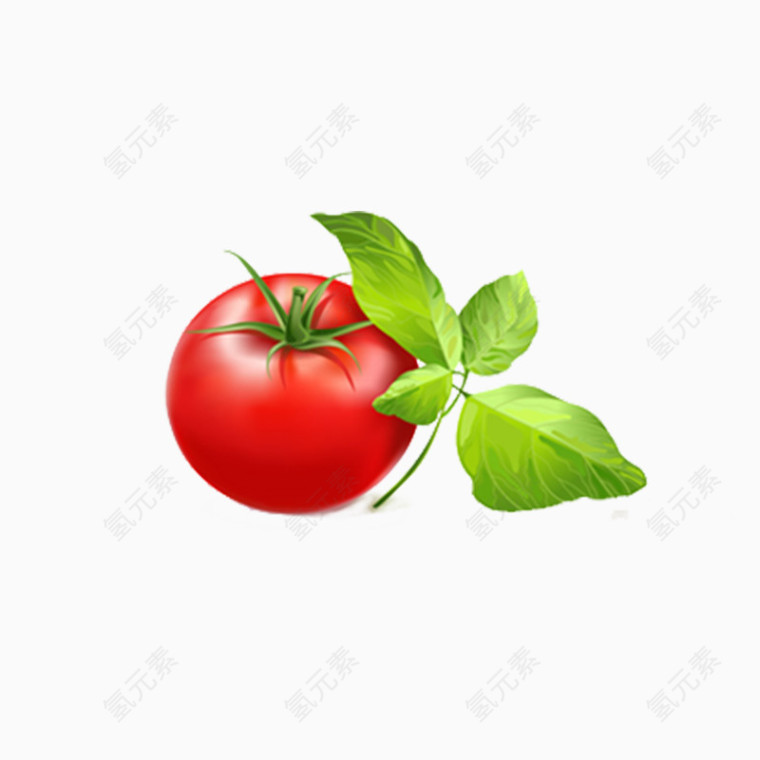 手绘番茄素材