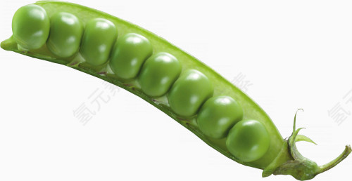 豌豆作物