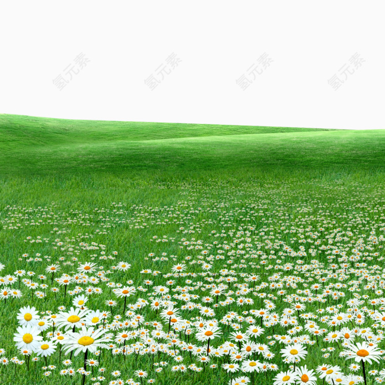 草地野花