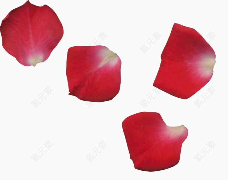四片飞舞的玫瑰花瓣