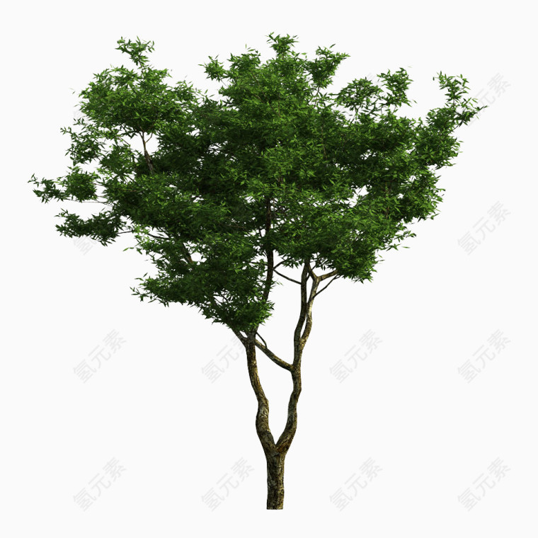 绿树png图片素材