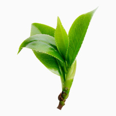 新鲜茶叶嫩芽