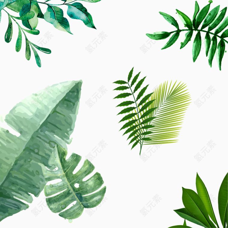 绿叶 植物 PNG