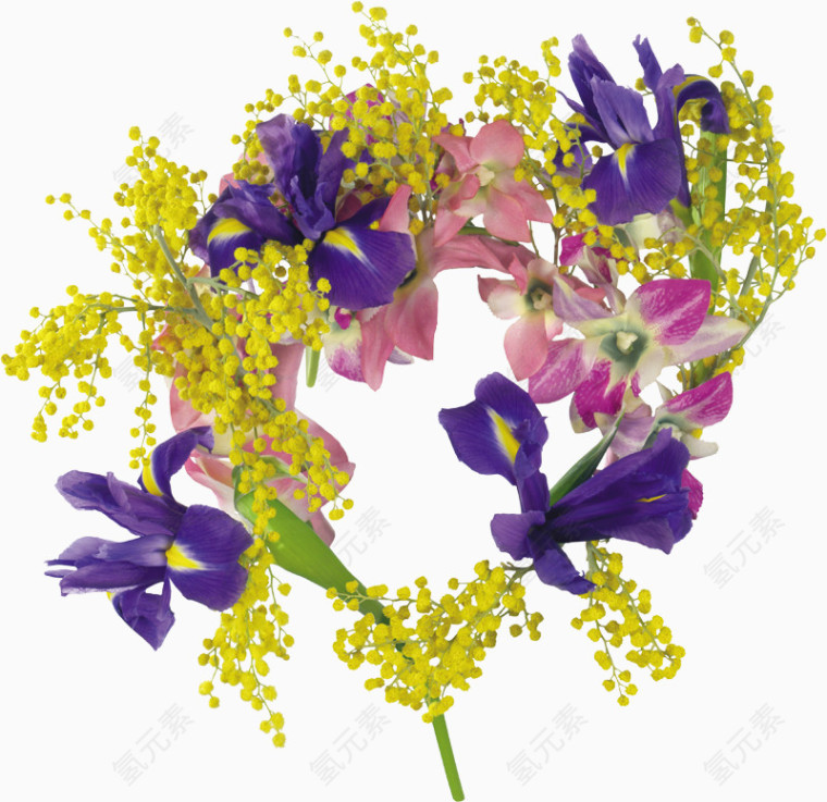 含羞草紫花