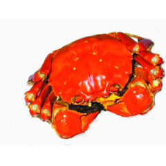 鲜红可爱美味的大闸蟹