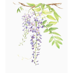 紫藤水彩花纹图案