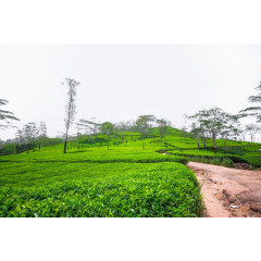 茶园风景