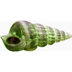 绿色海螺