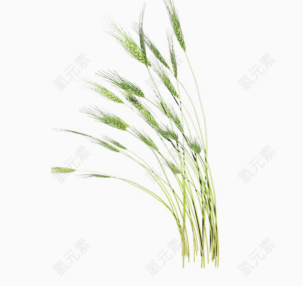 绿色小麦