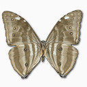 Morpho Adonis Huallega Bottom Icon