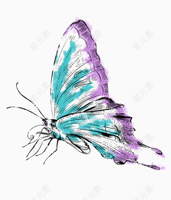 手绘美丽的蝴蝶