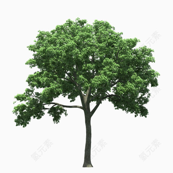 树木深绿色树叶茂密的树木春天笔直的树木