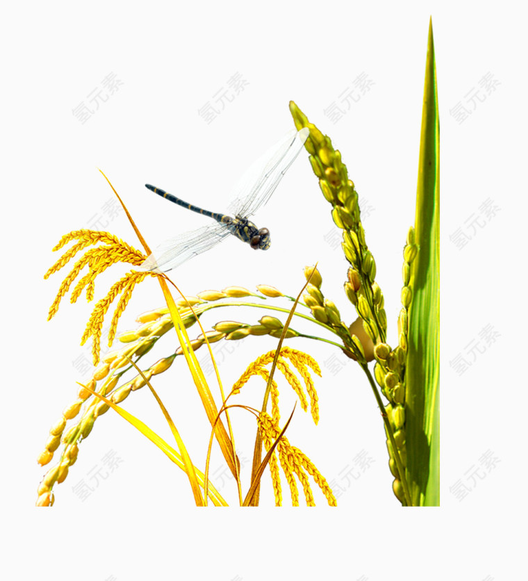 麦子蜻蜓免抠PNG素材