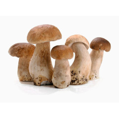 食用蘑菇素材