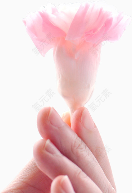 手握花卉实物图