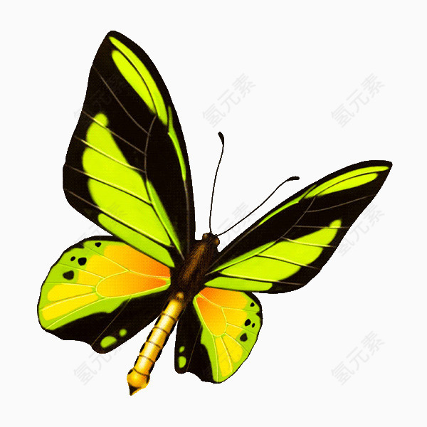黄绿色斑纹蝴蝶