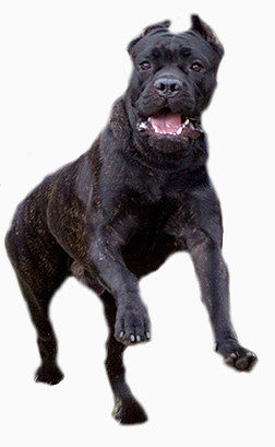 黑色动物大型犬